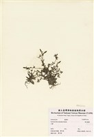 藏品(黃花龍膽)的圖片